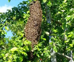 Ein Bienenschwarm